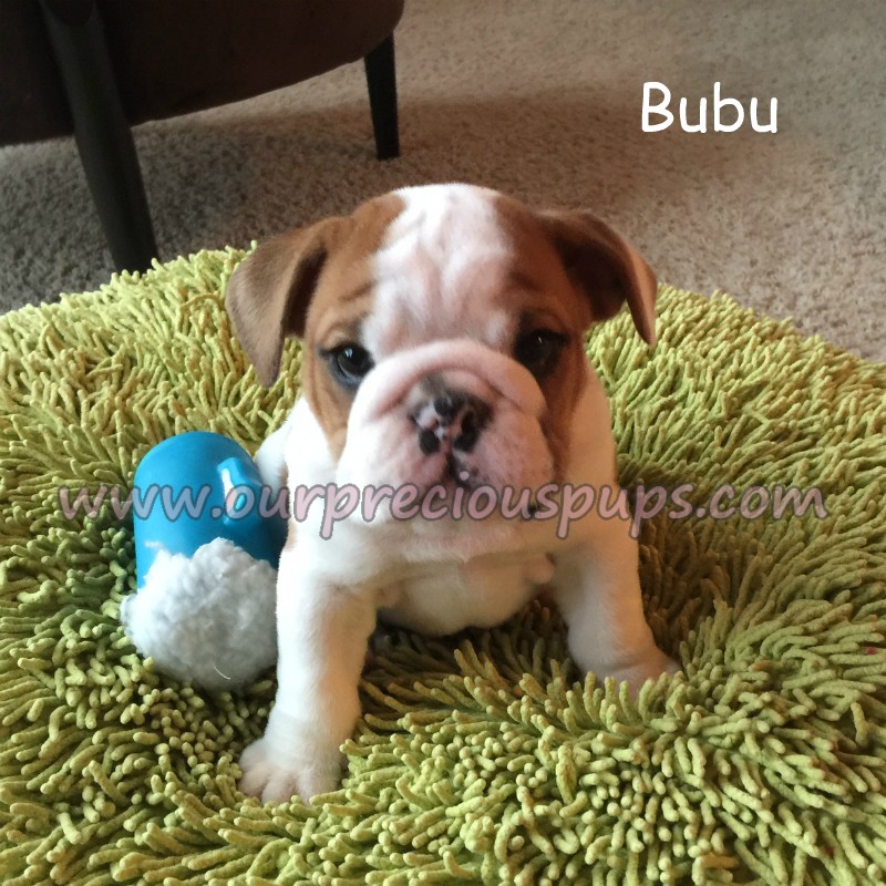 Bubu the English bulldog in sitting pose next to a toy