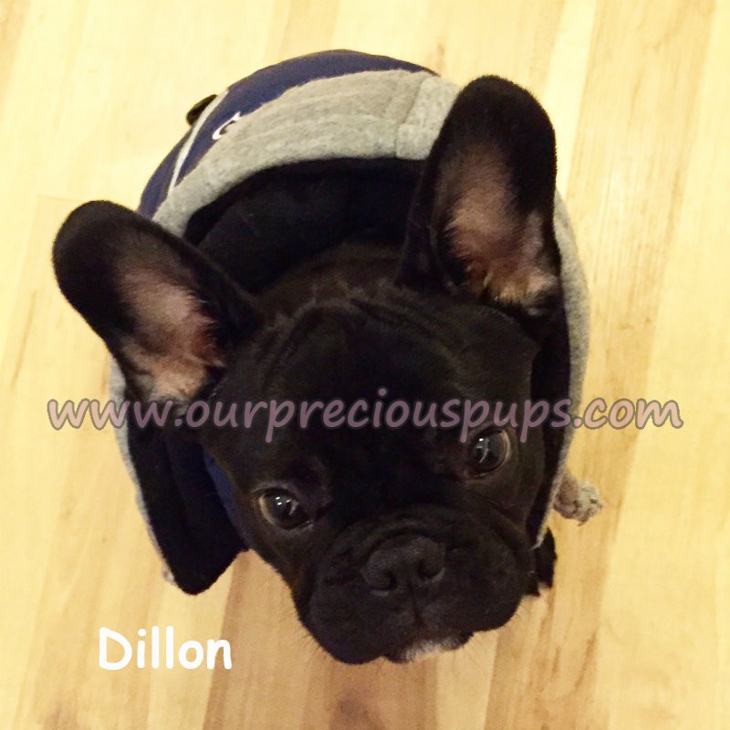 Dillon the French Bulldog in a sitting pose for the camera.