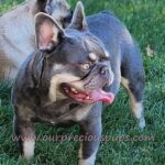 A Lilac, Tri colored French bulldog in the grass enjoying the sun