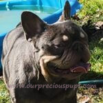 A Lilac, Tri colored French bulldog in the grass enjoying the sun