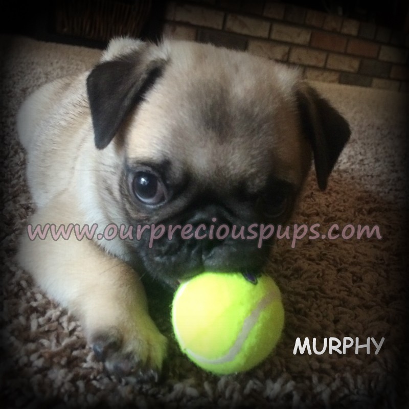 Murphy the pug puppy playing with a tennis ball