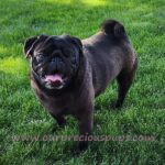 A black male pug in the grass posing for a picture.