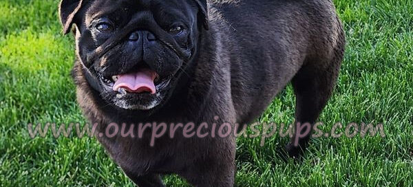 A black male pug in the grass posing for a picture.