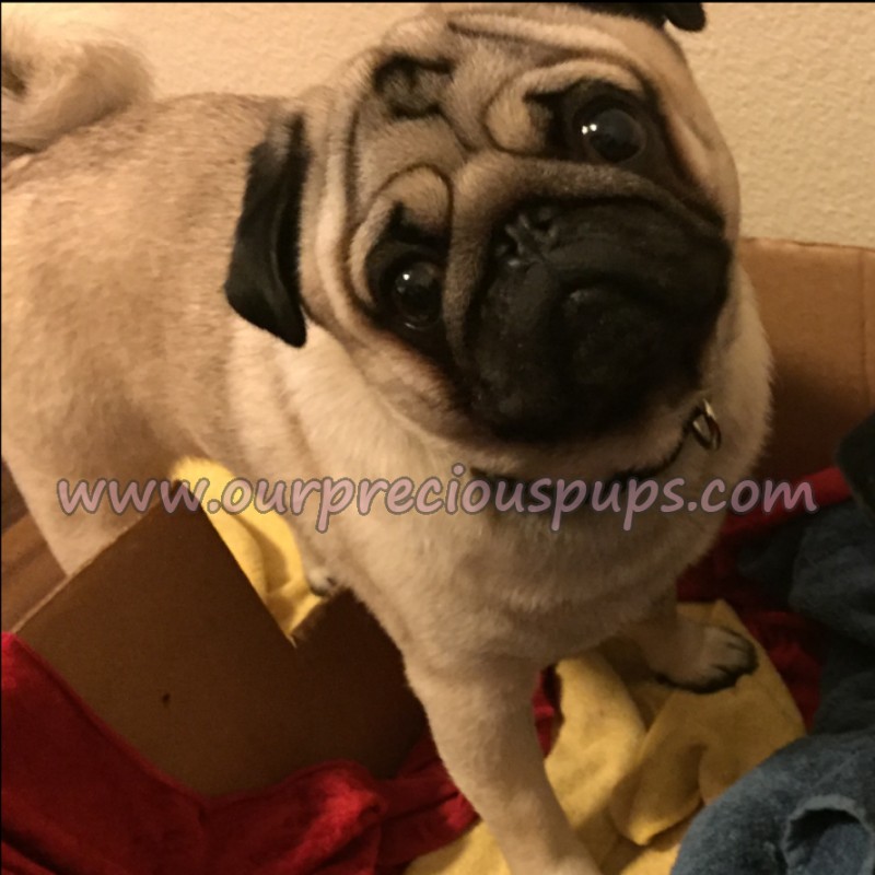 Schlomo the Pug looking up into the camera with ears perked up.