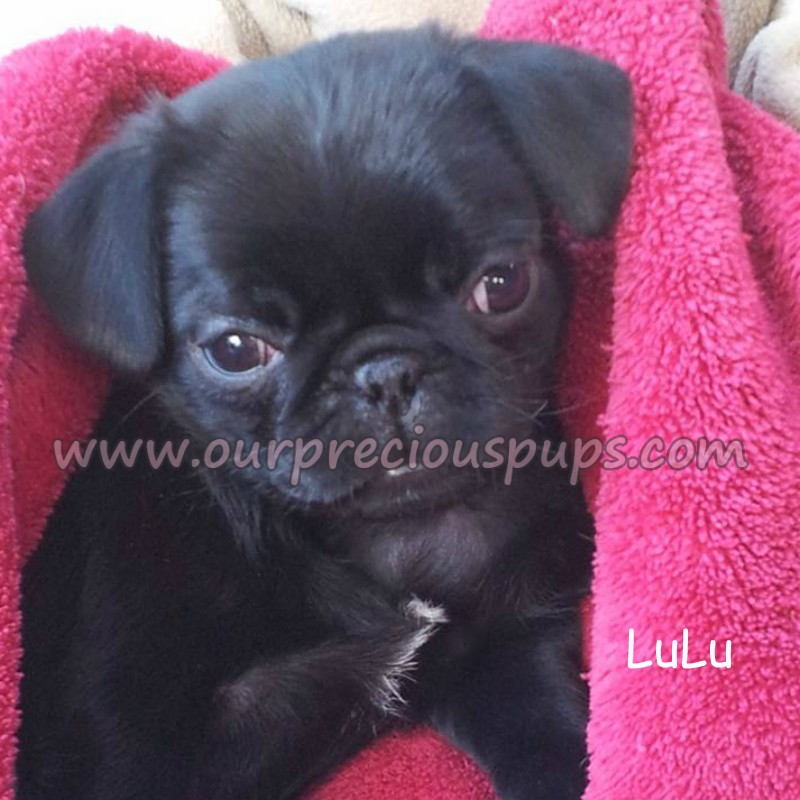 Lulu the Pug puppy wrapped up in a pink blanket.