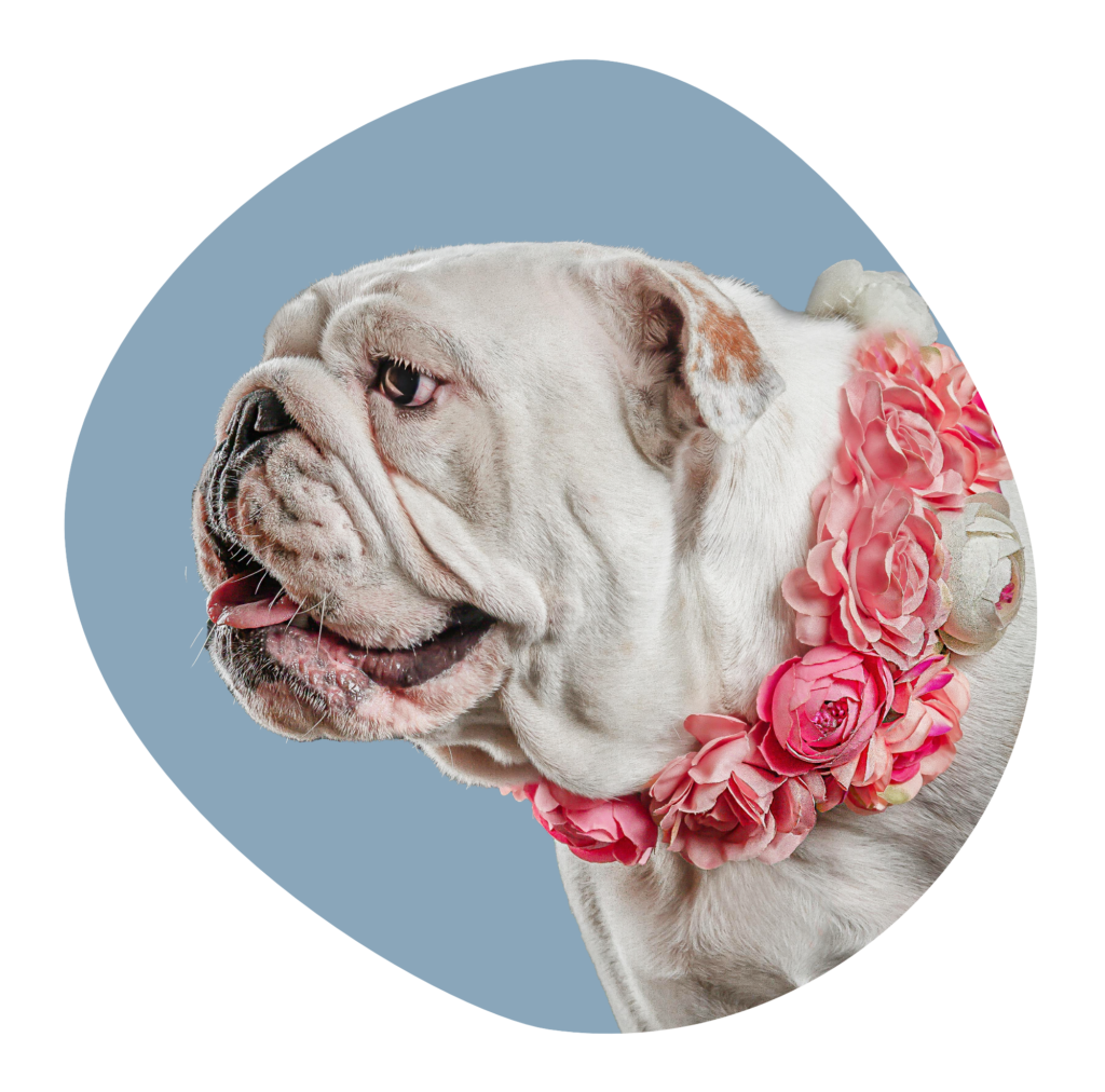 EnglishBulldogPH3