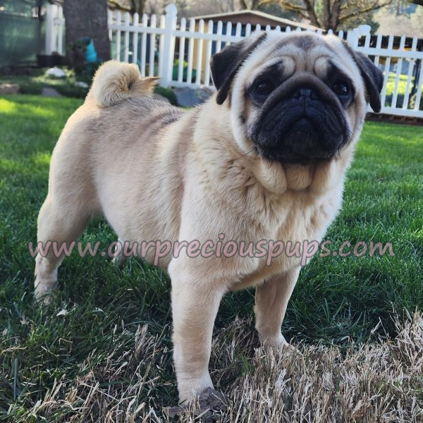 Maggie the Pug standing outdoors in the grass